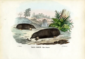 ほくろ、1863-79